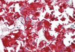 RAPGEF2 Antibody in Immunohistochemistry (Paraffin) (IHC (P))