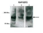 RAPGEF2 Antibody in Western Blot (WB)