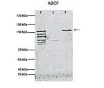 ABCF1 Antibody in Western Blot (WB)