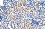 ALDH3A2 Antibody in Immunocytochemistry (ICC/IF)