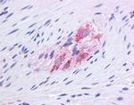 GluD1 Antibody in Immunohistochemistry (IHC)