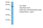 GluD1 Antibody in Western Blot (WB)