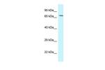 MAN1A1 Antibody in Western Blot (WB)