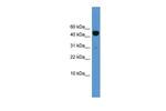 BMP-10 Antibody in Western Blot (WB)