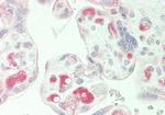 PLA2G2E Antibody in Immunohistochemistry (Paraffin) (IHC (P))