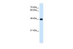 eve Antibody in Western Blot (WB)