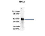 PDIA6 Antibody in Western Blot (WB)