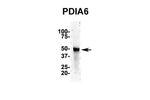 PDIA6 Antibody in Western Blot (WB)