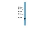 FAM213B Antibody in Western Blot (WB)