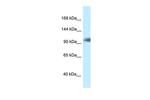 KANSL1 Antibody in Western Blot (WB)