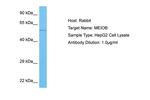 MEIOB Antibody in Western Blot (WB)