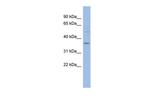 HMGCLL1 Antibody in Western Blot (WB)