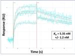 DENND1A Antibody in Surface plasmon resonance (SPR)