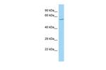 POU3F3 Antibody in Western Blot (WB)