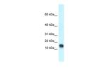 LYNX1 Antibody in Western Blot (WB)