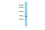 PCSK1N Antibody in Western Blot (WB)