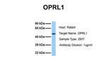 OPRL1 Antibody in Western Blot (WB)