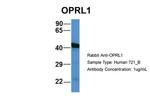 OPRL1 Antibody in Western Blot (WB)