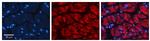 Cathepsin C Antibody in Immunohistochemistry (Paraffin) (IHC (P))