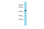 GPR52 Antibody in Western Blot (WB)