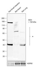 XDH Antibody in Western Blot (WB)