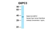 G6PC3 Antibody in Western Blot (WB)