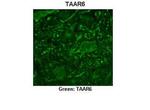 TAAR6 Antibody in Immunohistochemistry (IHC)