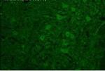 TAAR6 Antibody in Immunohistochemistry (IHC)