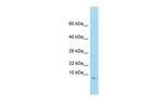 GNG3 Antibody in Western Blot (WB)