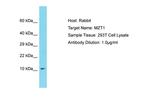 MZT1 Antibody in Western Blot (WB)