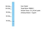 RBMXL1 Antibody in Western Blot (WB)