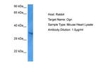 Mimecan Antibody in Western Blot (WB)