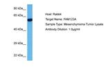 AMER2 Antibody in Western Blot (WB)