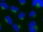 Nucleobindin 1 Antibody in Immunocytochemistry (ICC/IF)