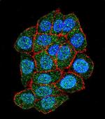 ASXL1 Antibody in Immunocytochemistry (ICC/IF)