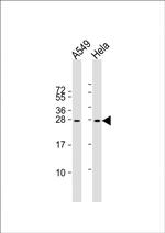 IGF2 Antibody in Western Blot (WB)