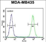 CAMSAP1 Antibody in Flow Cytometry (Flow)