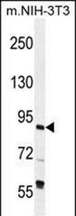 GTF3C4 Antibody in Western Blot (WB)