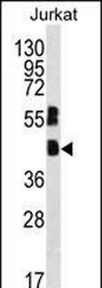 MAFB Antibody in Western Blot (WB)