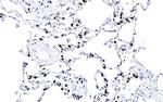 SFTPC Antibody in Immunohistochemistry (Paraffin) (IHC (P))