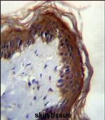 LIPM Antibody in Immunohistochemistry (Paraffin) (IHC (P))