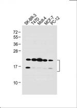 UBE2W Antibody in Western Blot (WB)