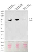 SMOC1 Antibody in Western Blot (WB)