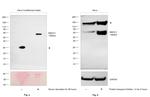 SMOC1 Antibody in Western Blot (WB)