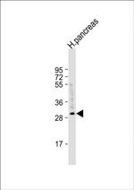 CELA2A Antibody in Western Blot (WB)