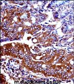 NPR1 Antibody in Immunohistochemistry (Paraffin) (IHC (P))