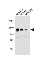 NPR1 Antibody in Western Blot (WB)