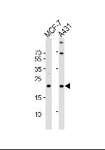 TIMM23 Antibody in Western Blot (WB)