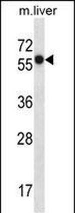 Prostein Antibody in Western Blot (WB)