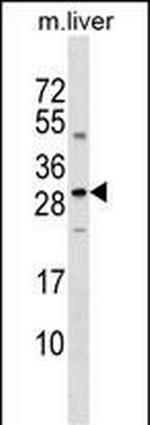 Sclerostin Antibody in Western Blot (WB)